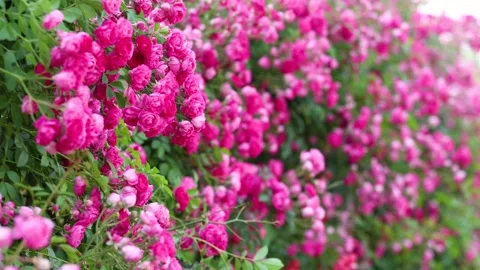 Climbing Rose 库存影片 344619610