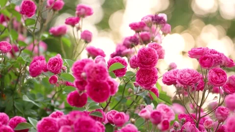 Climbing Rose 库存影片 344619613