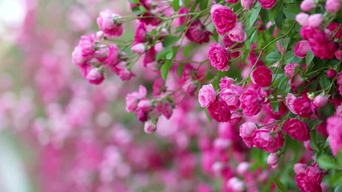 Climbing Rose 库存影片 344619715