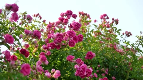 Climbing Rose 库存影片 344620582
