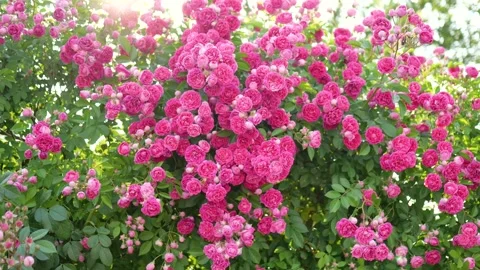 Climbing Rose 库存影片 344620625