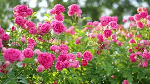 Climbing Rose 库存影片 344620645