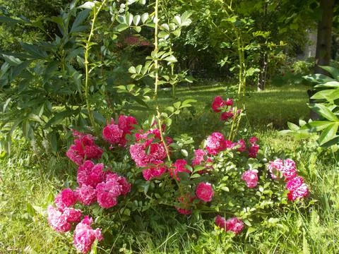 Climbing Rose Stock Photos