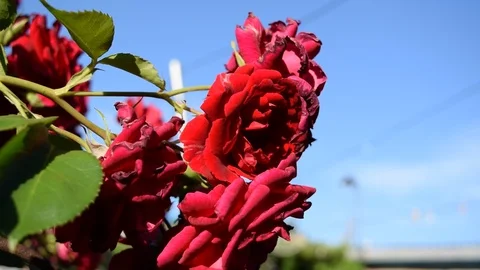 Climbing rose red close-up, beautiful flowers on a summer day Stock Footage 111288375