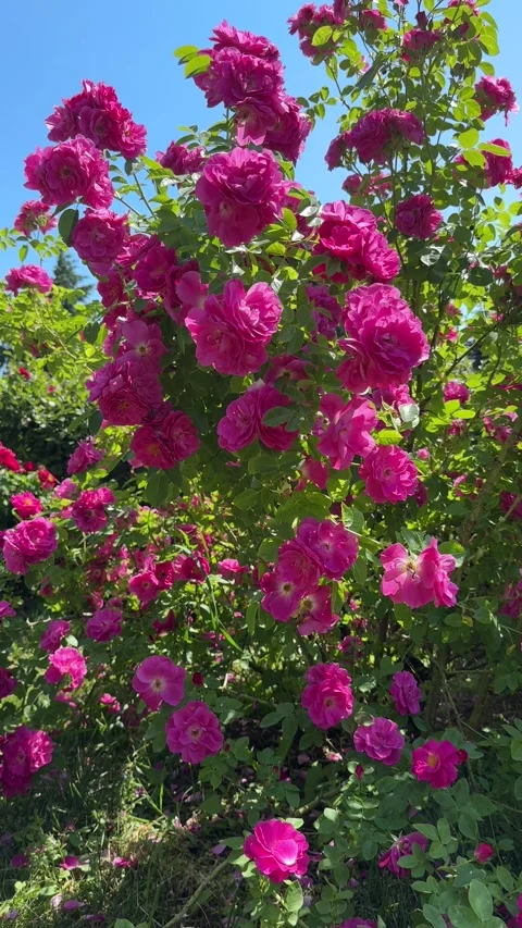 Climbing rose shrub Video stock 276668608