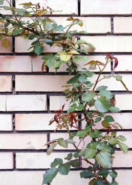 Climbing roses Stock Photos