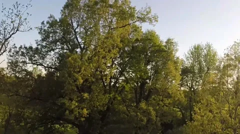 Climbing shot to open field 動画素材 37727427
