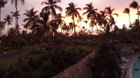 A climbing shot of palm trees at sunset Stock Footage 54405059