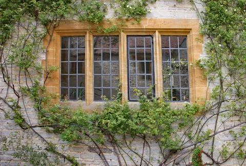 A climbing shrub grows in front of an old leaded window in an old English hou Foto stock