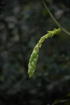 Climbing shrub Stock Photos
