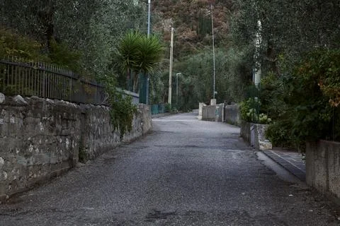Climbing side road bordered by olive tree plantations in summer Stock Photos