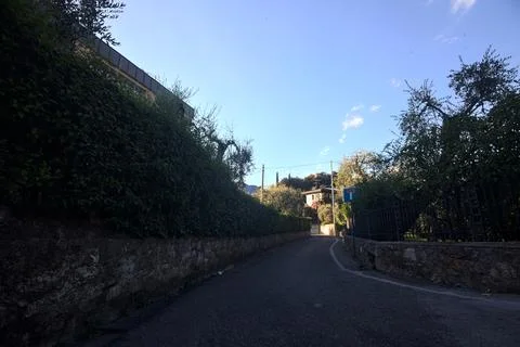 Climbing side road bordered by olive tree plantations in summer Stock Photos