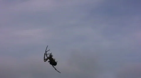 Climbing spider Stock Footage 264818