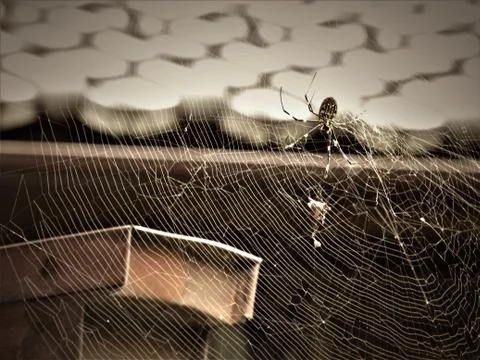 Climbing on the spider net Foto stock
