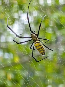 Climbing Spider Stock Photos