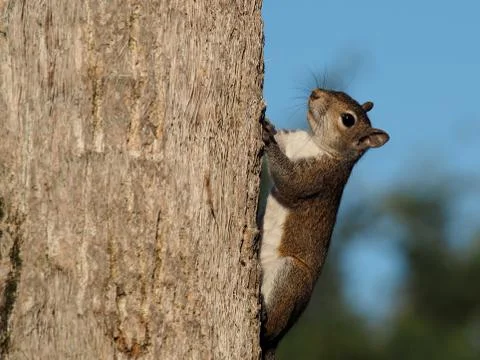 Climbing Squirrel Foto stock