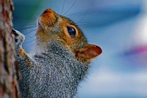 Climbing Squirrel Stock Photos