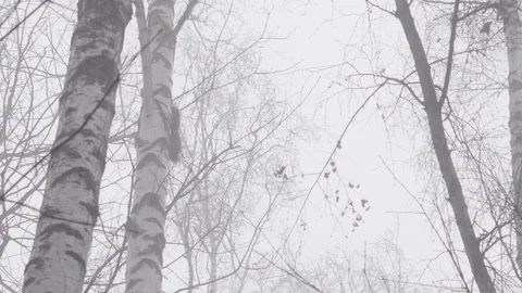 Climbing squirrel onto the tree in the winter fog forest Stock Footage 102668605