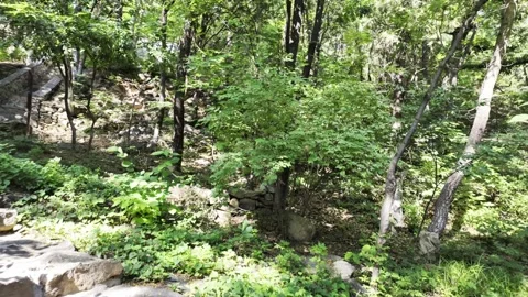 Climbing the Steps in the Woods Stock Footage 317474804