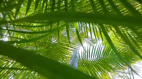 Climbing up a tall palm trees surrounded by greenery, captured in 4K slow m.. Stock Footage 286110960