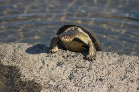 Climbing terrapin Stock Photos