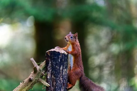 Climbing to the top Stock Photos