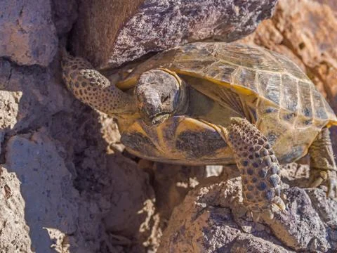 Climbing tortoise Foto stock