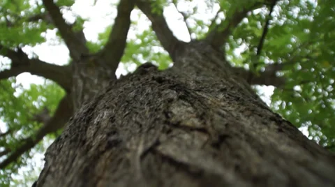 Climbing the tree Stock Footage 30294227