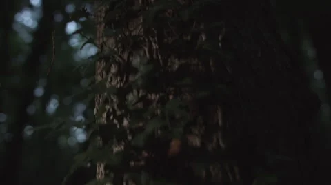 Climbing up the tree Stock-Footage 68145556