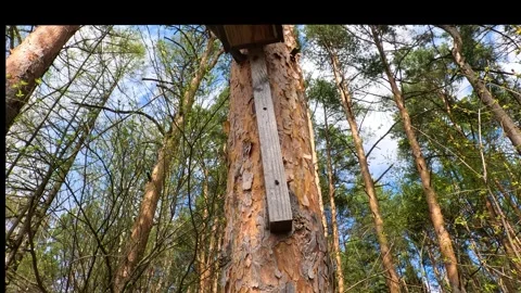 Climbing a tree to a forest birdhouse Stock Footage 274882470