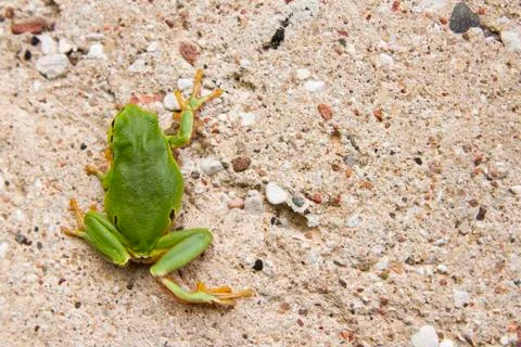 Climbing tree frog Foto stock
