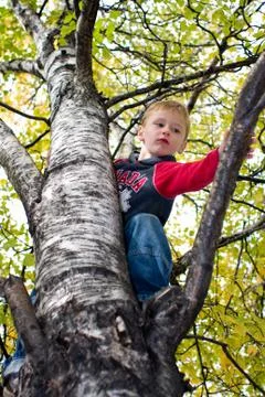 Climbing tree Stock Photos