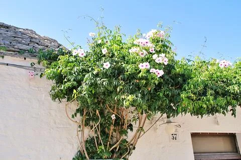 Climbing tree Stock Photos