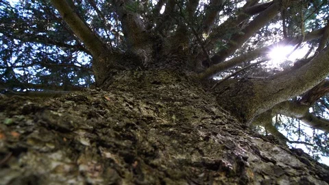 Climbing up a tree, shot very close to the bark. Video stock 96855776
