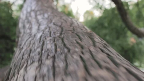 Climbing the tree trunk park play falling from height 스톡 동영상 137966886