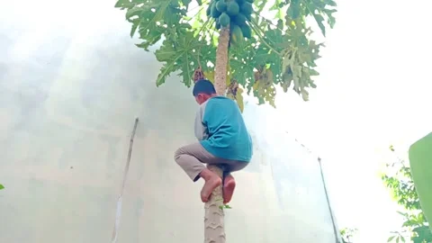 Climbing trees Stock Footage 293113593