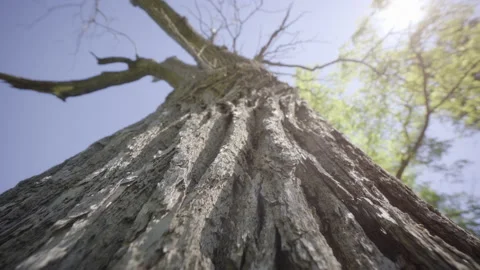 Climbing the trunk of an old oak tree Vidéo 153060720