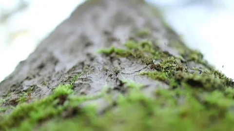 Extremely Crackable Stock Videos – Royalty-Free HD & 4K Videos