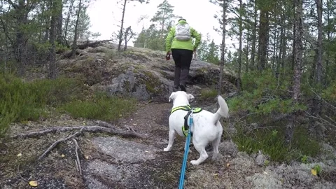 Climbing uphill with dogs in remote forest Stock Footage 145368691