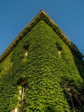 Climbing Vine on Building Stock Photos