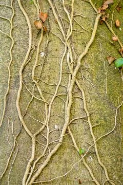 Climbing Vine Pattern on Rough Surface Stock Photos