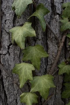 Climbing Vine 库存照片