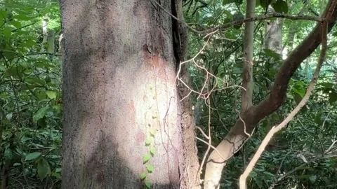 Climbing Vine on Thick Tree Trunk in Green Forest Stock Footage 342264088