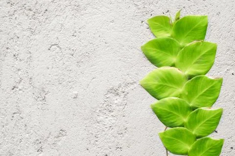 Climbing vine on white wall Stock Photos