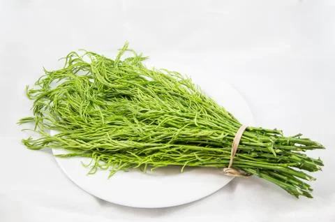 Climbing wattle on white background Stock Photos