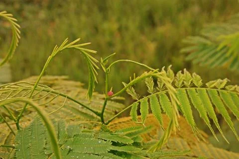 Climbing Wattle,herb and vegetable with strong aroma Stock Photos