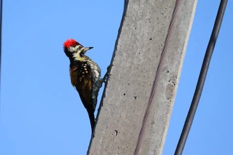 Climbing on white pole side view woodpecker Stock Photos