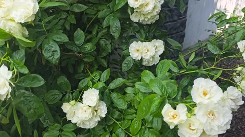 Climbing white roses on the plot near the house. Flowers for the garden. Vídeos de archivo 311049415