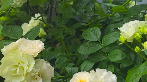 Climbing white roses on the plot near the house. Flowers for the garden. Vídeos de archivo 311049731
