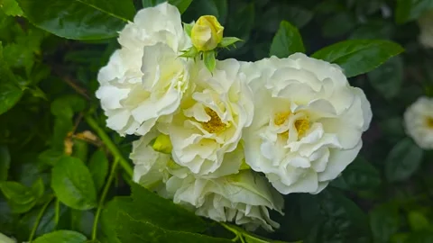 Climbing white roses on the plot near the house. Flowers for the garden. Vídeos de archivo 311049793